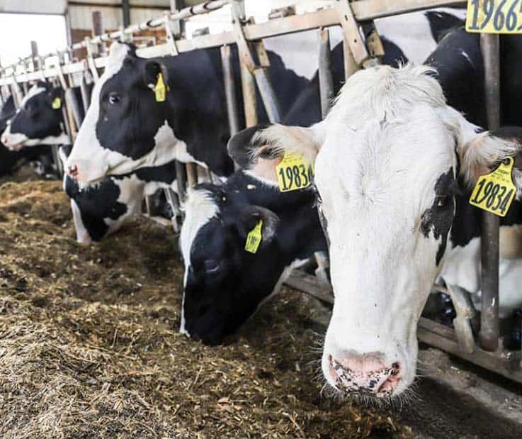 livestock